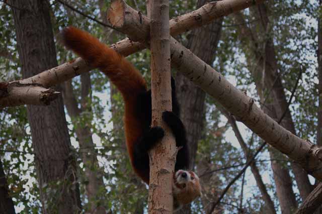 red panda